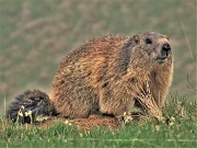 07 Marmota marmota (Marmotta delle Alpi) sul sentiero 101